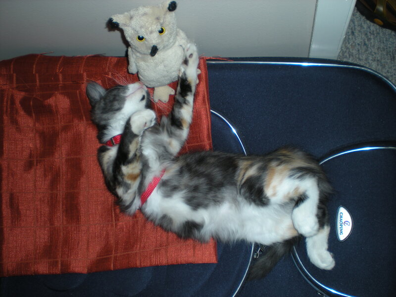 Calico Kitten Playing