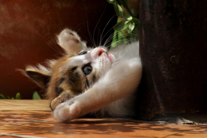 Calico Kitten Playing — White, Playful, Afternoon