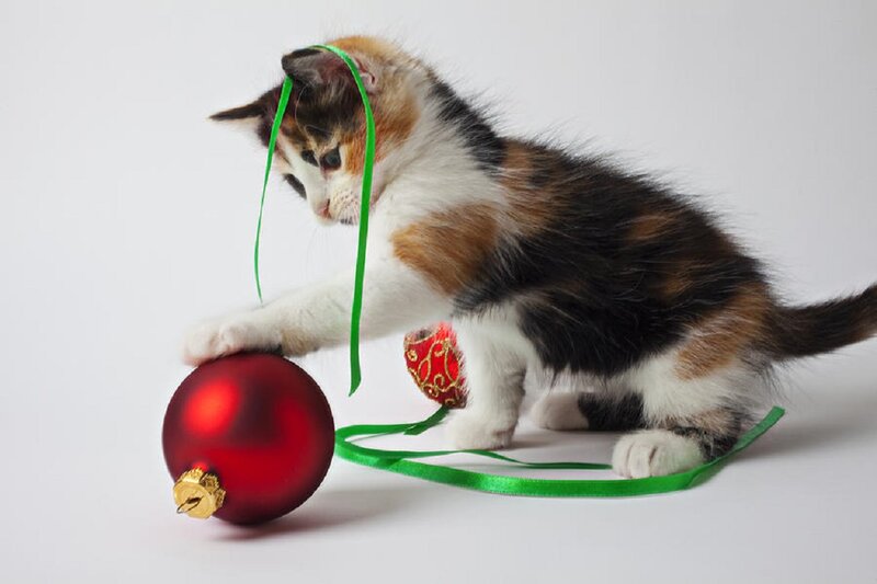 Calico Kitten Playing — White, Playful, Photograph