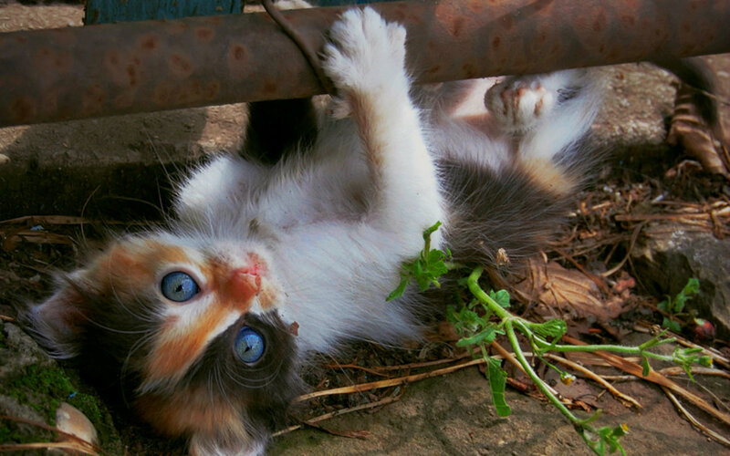 Calico Kitten Playing — White, Playful