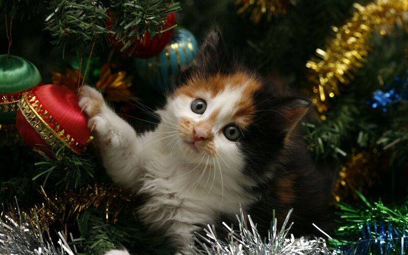Calico Kitten Playing — White, Playful, Winter