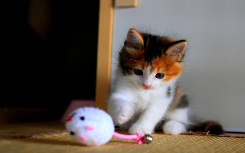 Calico Kitten Playing — White