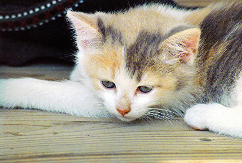 calico kitten resting on wood
