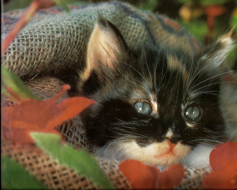 Calico Kitten Resting