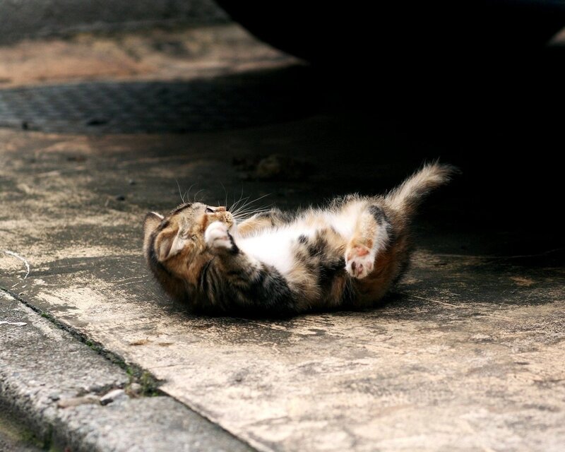 Calico Kitten Rolling