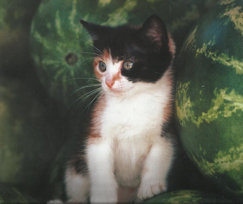 Calico Kitten Sitting — Green, Curious