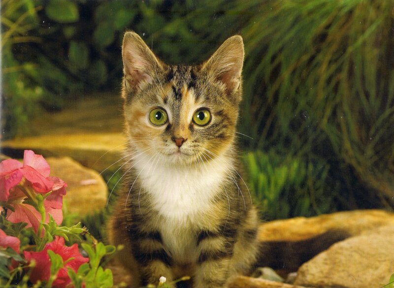 Calico Kitten Sitting — Green