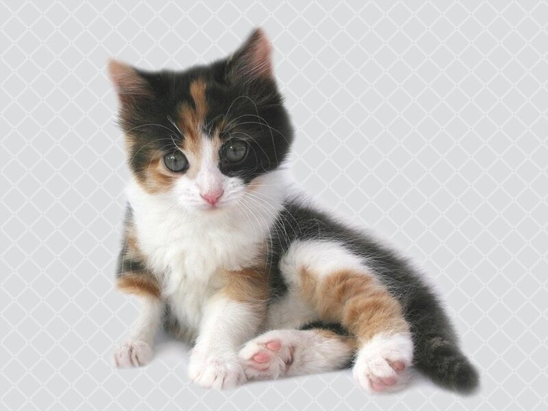Calico Kitten Sitting