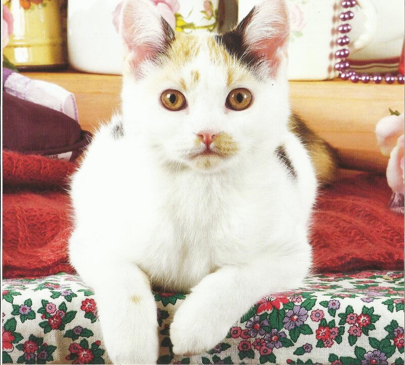 Calico Kitten Sitting — White, Calm
