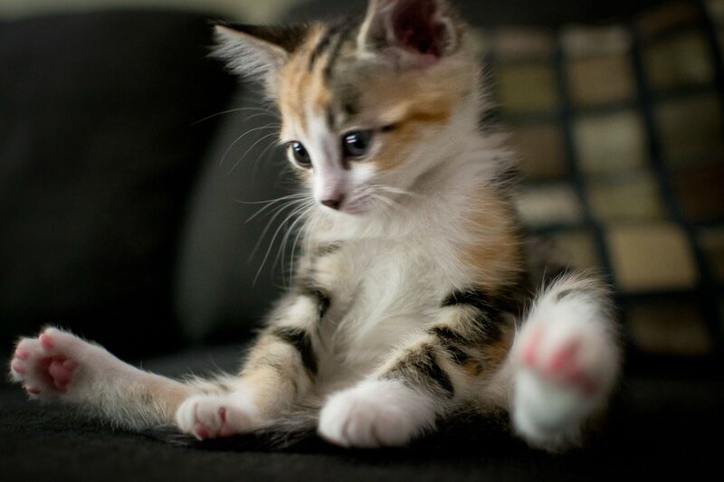 Calico Kitten Sitting — White, Curious