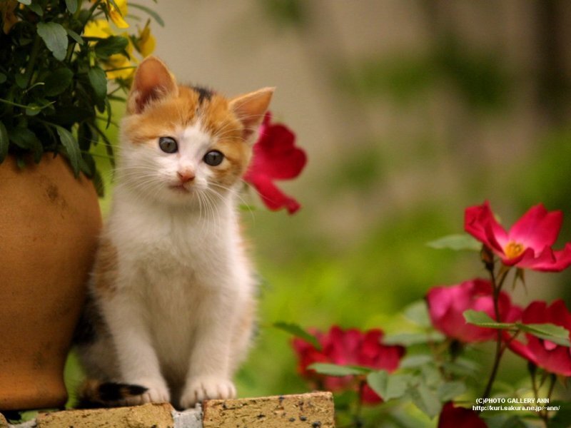 Calico Kitten Sitting — White