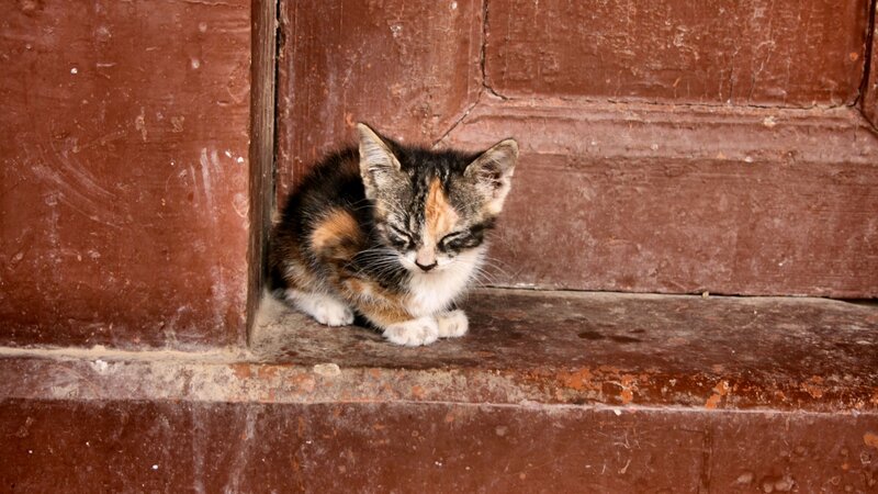 Calico Kitten Sleeping — Brown, Peaceful, Photograph
