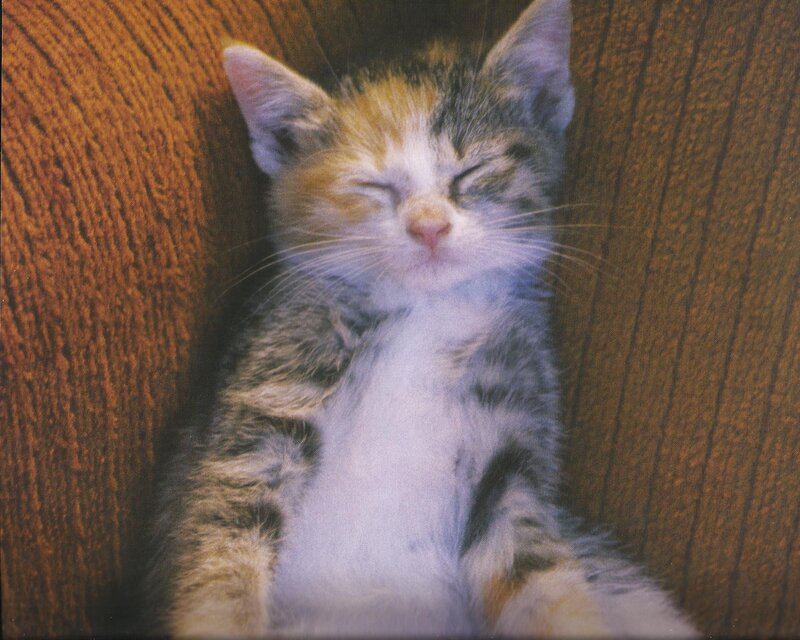 Calico Kitten Sleeping — Brown, Peaceful