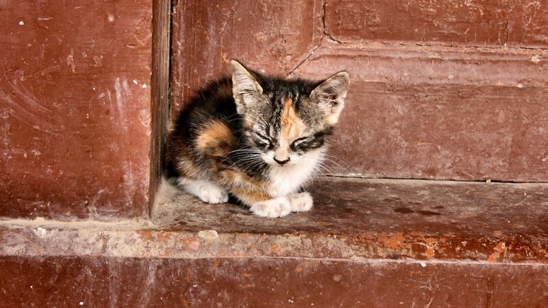 Calico Kitten Sleeping — Brown