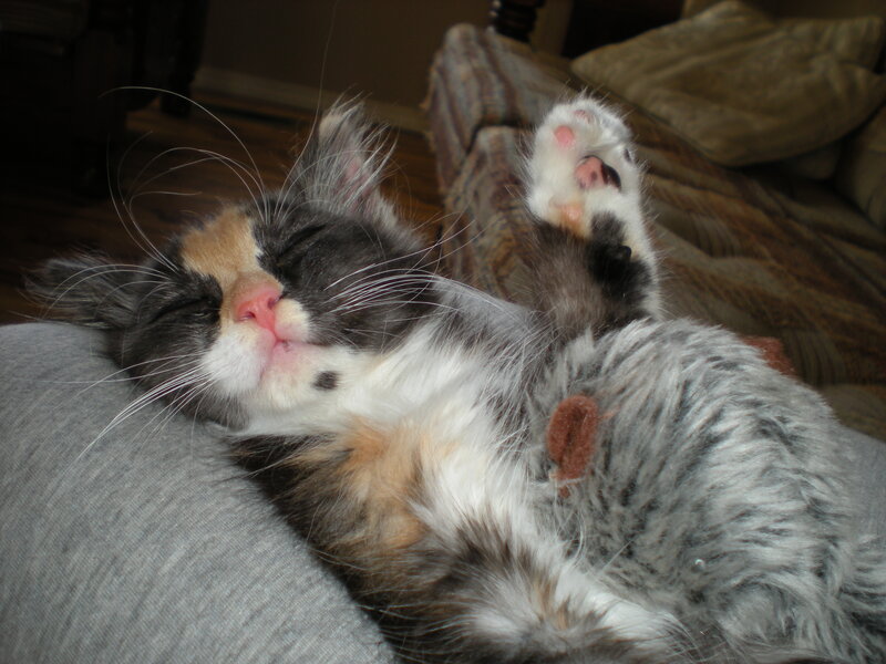 Calico Kitten Sleeping — Gray