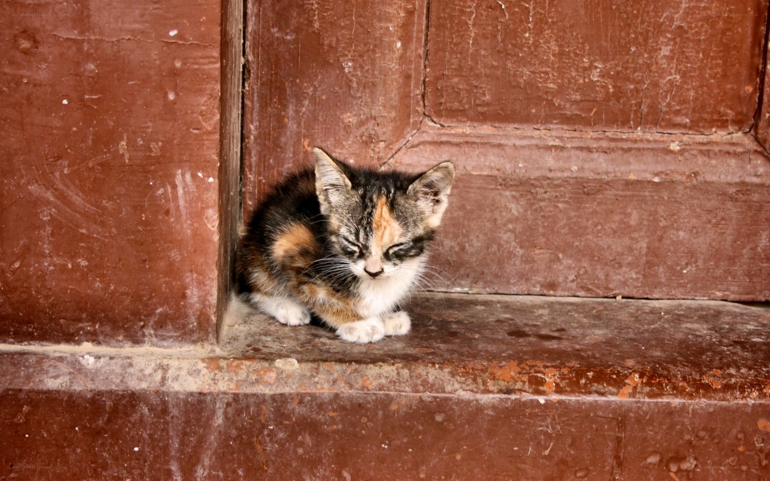 calico kitten sleeping on step