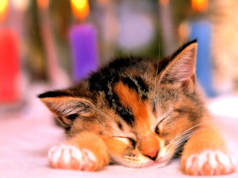 Calico Kitten Sleeping — Orange
