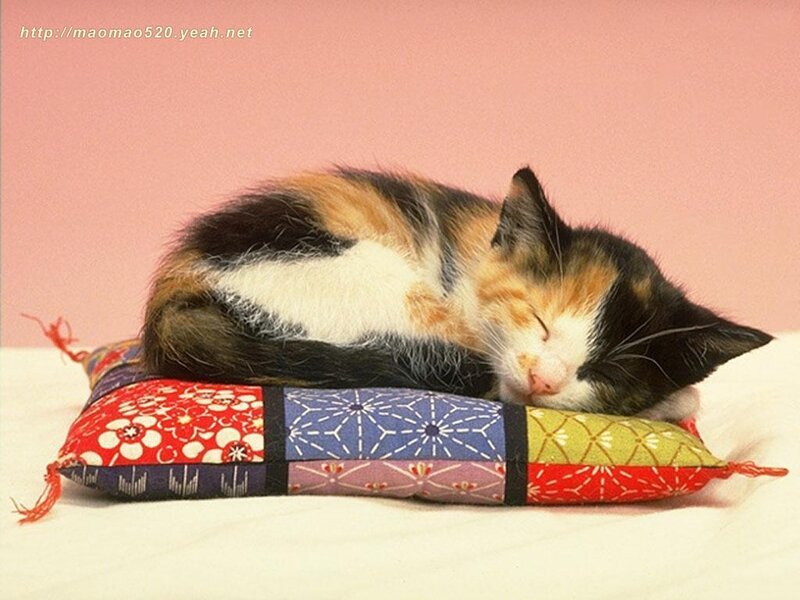 Calico Kitten Sleeping — Pink