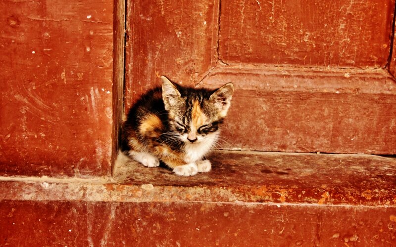 Calico Kitten Sleeping — Red