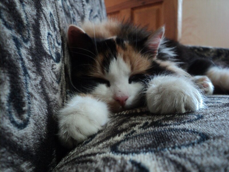 calico kitten sleeping