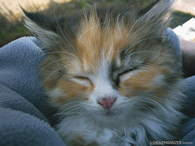 Calico Kitten Sleeping — White, Peaceful, Photograph, Blanket