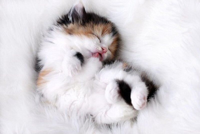Calico Kitten Sleeping — White, Peaceful, Photograph, Fluffy Blanket