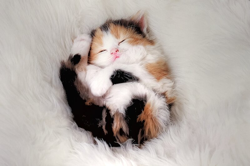 Calico Kitten Sleeping — White, Peaceful, Photograph, Fluffy Surface
