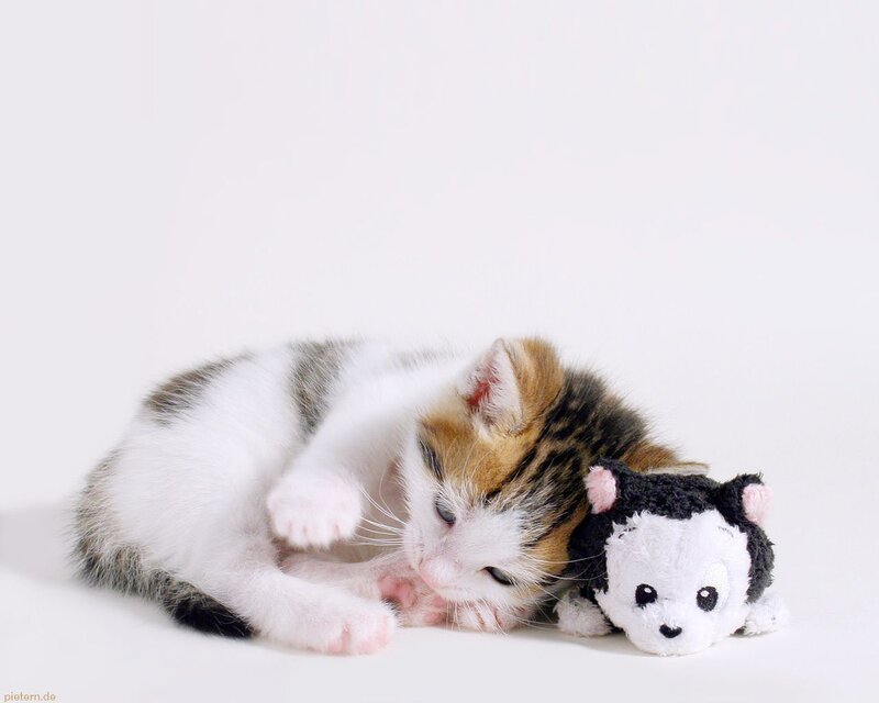 Calico Kitten Sleeping — White, Peaceful, Photograph, Stuffed Toy, White Background