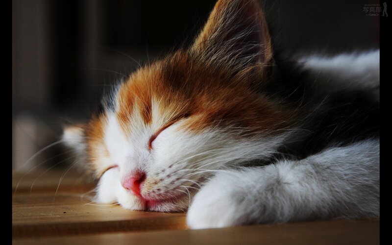 Calico Kitten Sleeping — White, Peaceful, Photograph