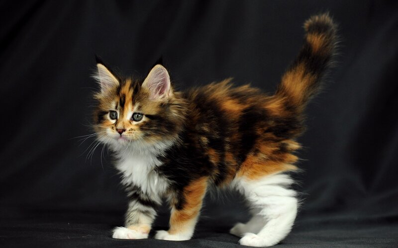 Calico Kitten Standing — Black, Curious