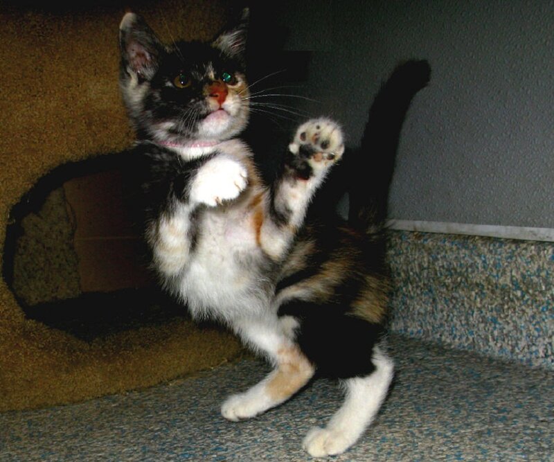Calico Kitten Standing — Black
