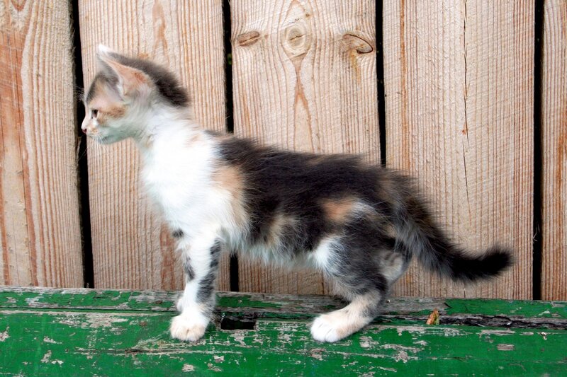 Calico Kitten Standing — Brown, Neutral