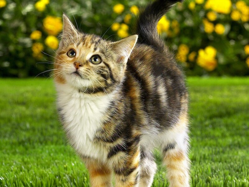 Calico Kitten Standing — Green, Curious