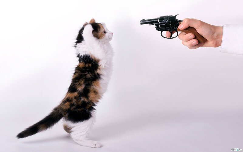 Calico Kitten Standing — White