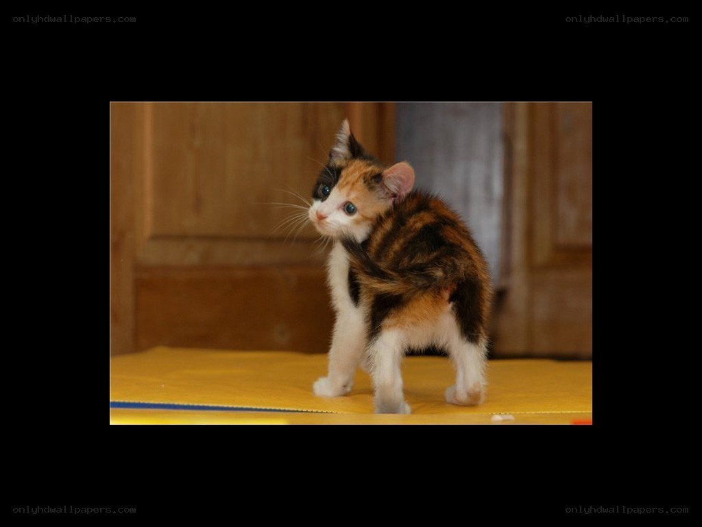 calico kitten standing