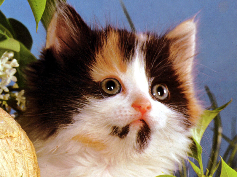 Calico Kitten