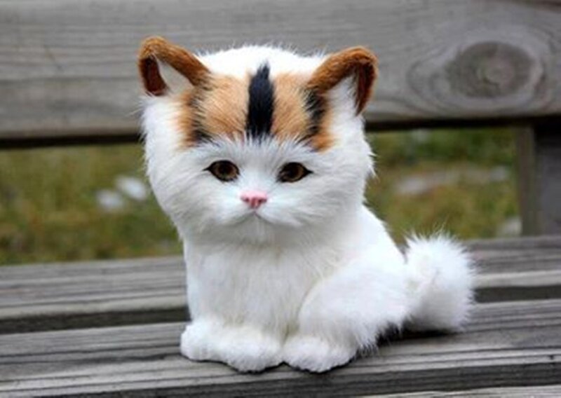 Calico Kitten Toy