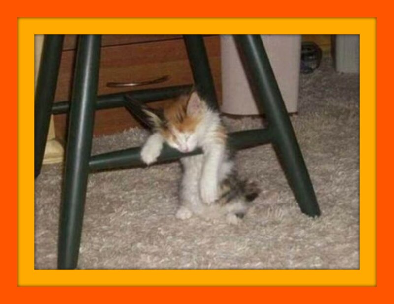 Calico Kitten under Chair