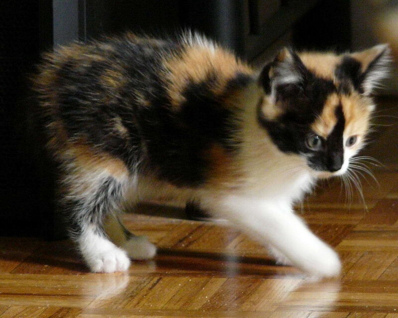 Calico Kitten Walking — Black, Curious