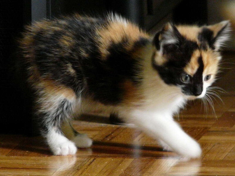 Calico Kitten Walking — Black