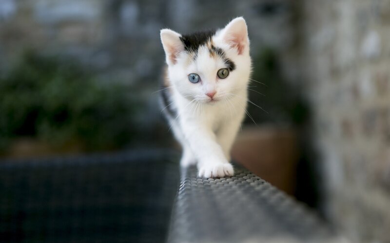 Calico Kitten Walking — White, Curious, Afternoon