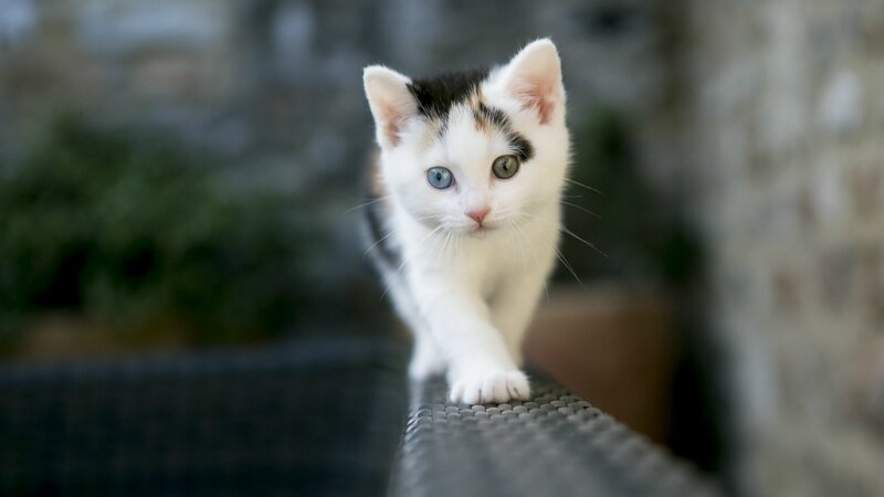 Calico Kitten Walking — White, Curious, Photograph