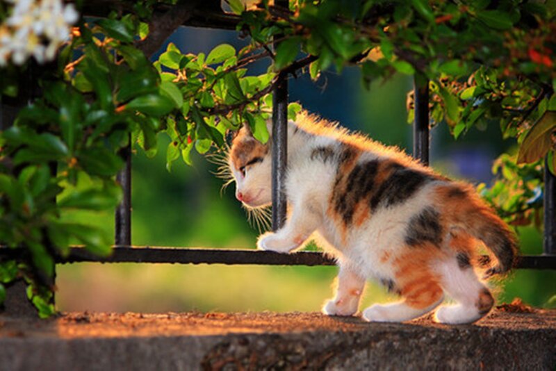Calico Kitten Walking — White, Serene