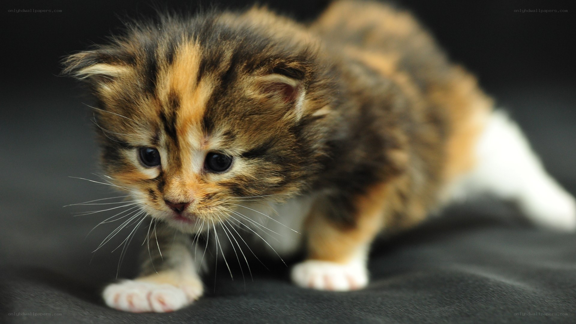 calico kitten walking
