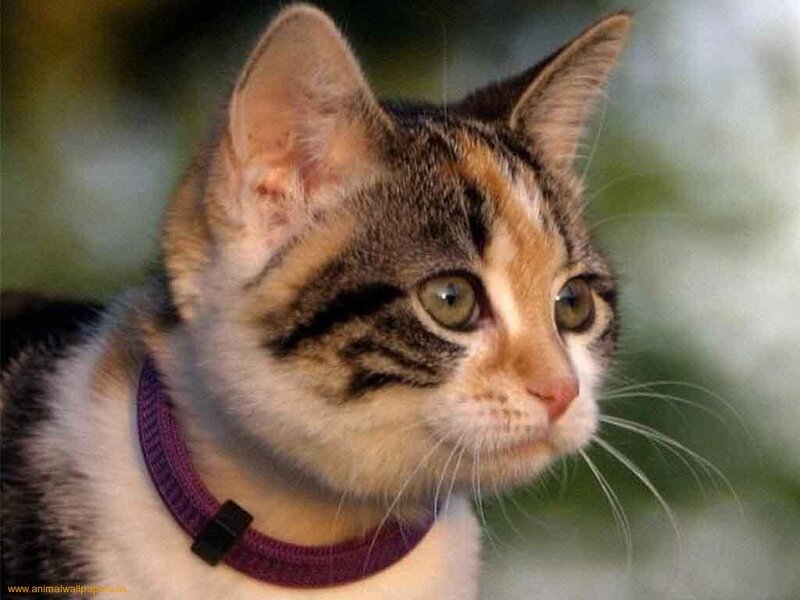 Calico Kitten Wearing Collar