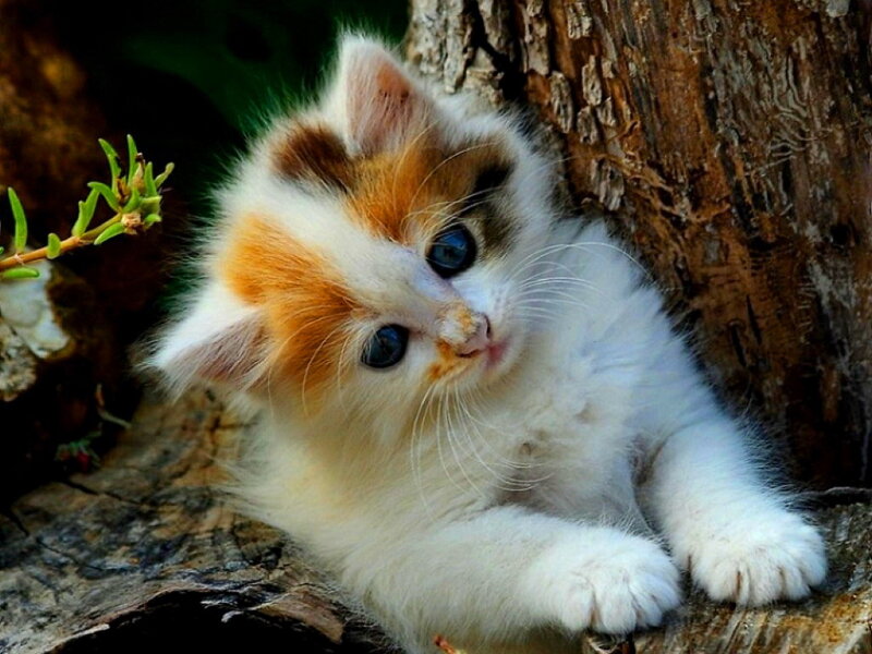 Calico Kitten — White, Curious, Afternoon