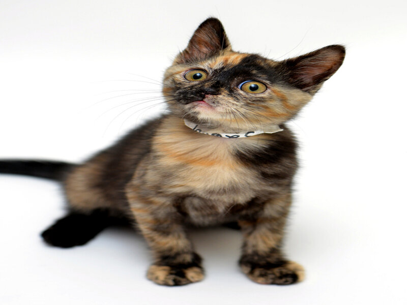 Calico Kitten — White, Curious, Photograph, Collar
