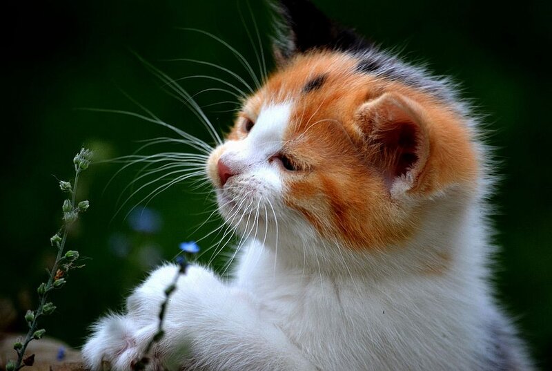 Calico Kitten — White, Curious, Photograph, Flower