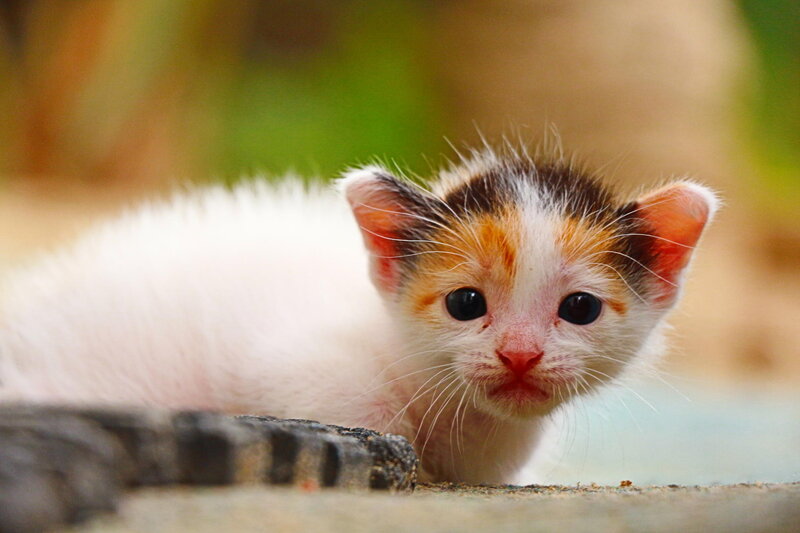 Calico Kitten — White, Curious, Photograph, Whiskers, Ground
