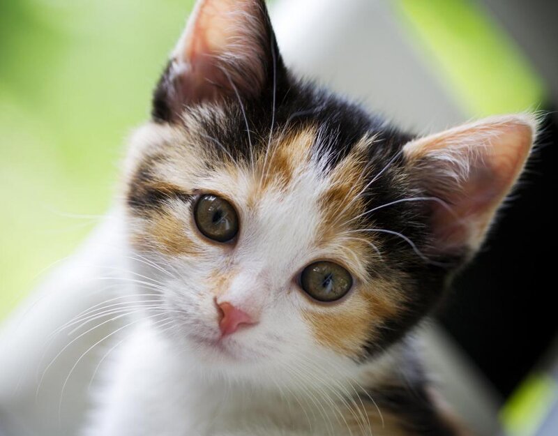 Calico Kitten — White, Curious, Photograph, Whiskers